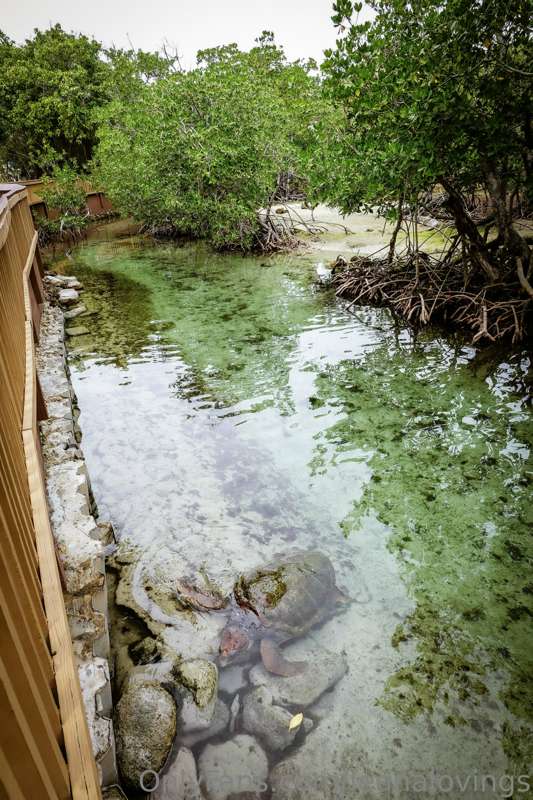 I visited the Miami Seaquarium recently, and wanted to share.. 4