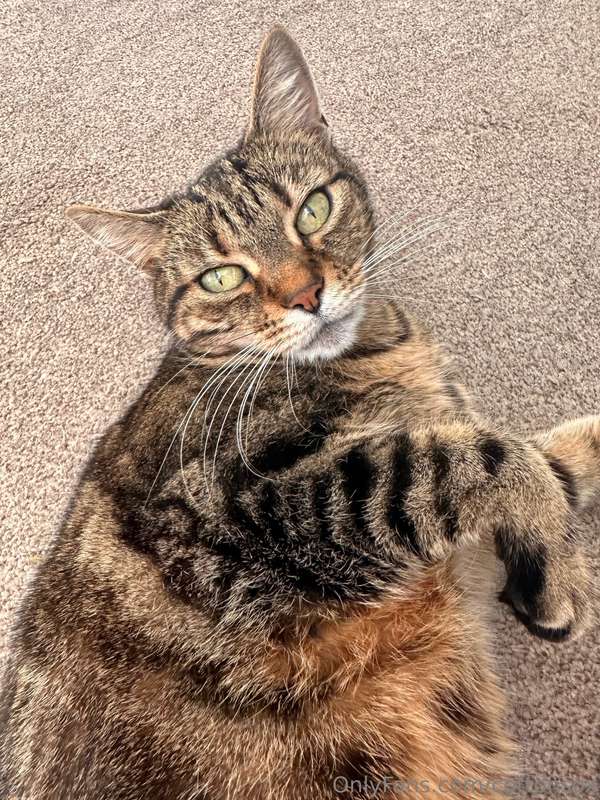 Sad Post Warning, cat diedLoving someone or something is dan.. 3