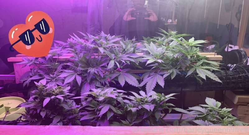 21 days after germination .Day 31 2