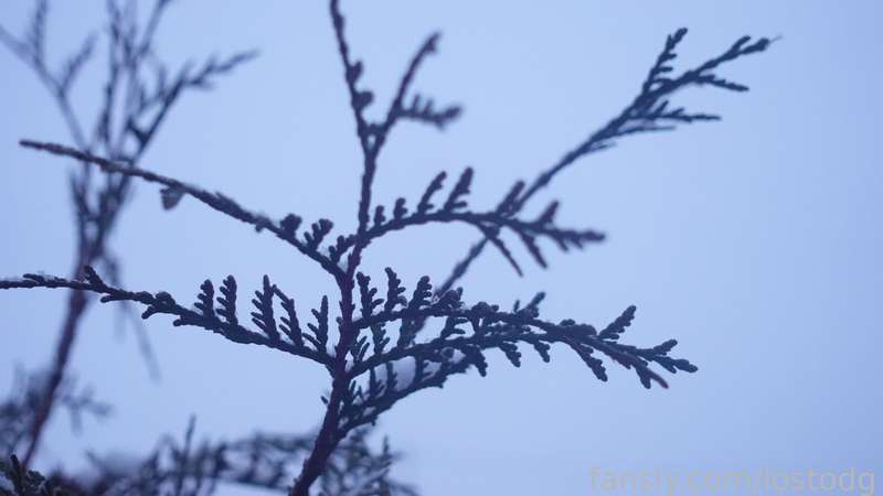 Lostodg - Fansly - 26 Feb, 2023 2