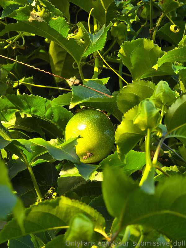 This passion fruit vine has completely exploded from where i.. 1