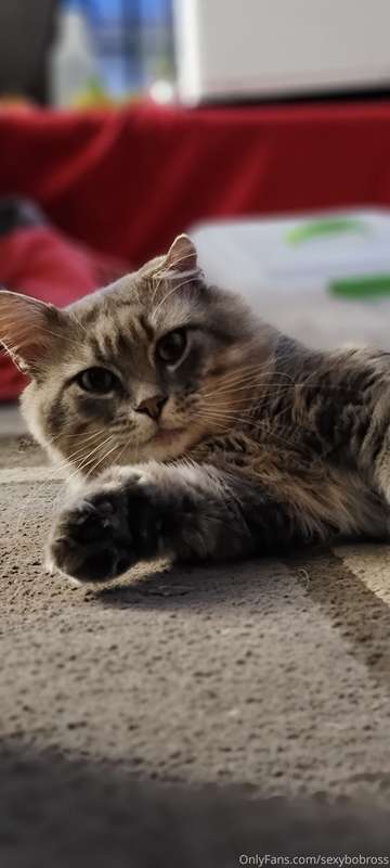 Wanna see my pussy? 😻 (do you want to see the real thing??) ..