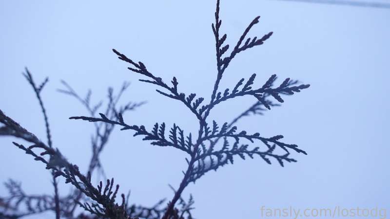 Lostodg - Fansly - 26 Feb, 2023 6