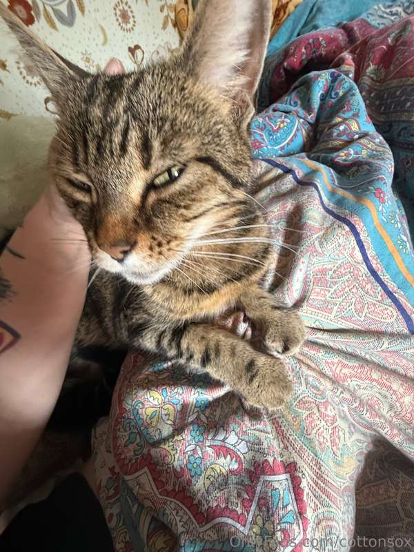 Sad Post Warning, cat diedLoving someone or something is dan.. 9