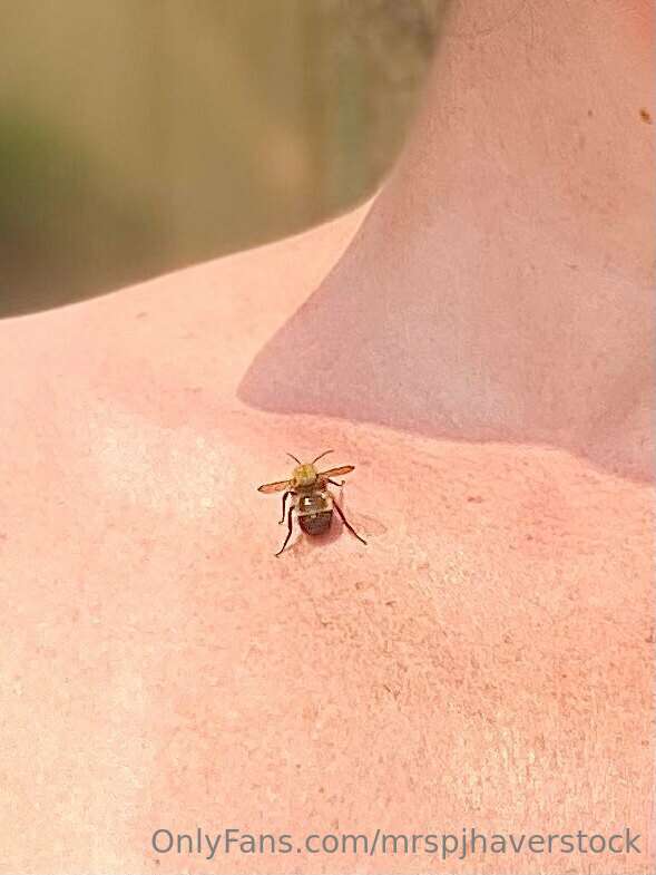 Content in progress… including a visit from a friendly bumbl.. 3