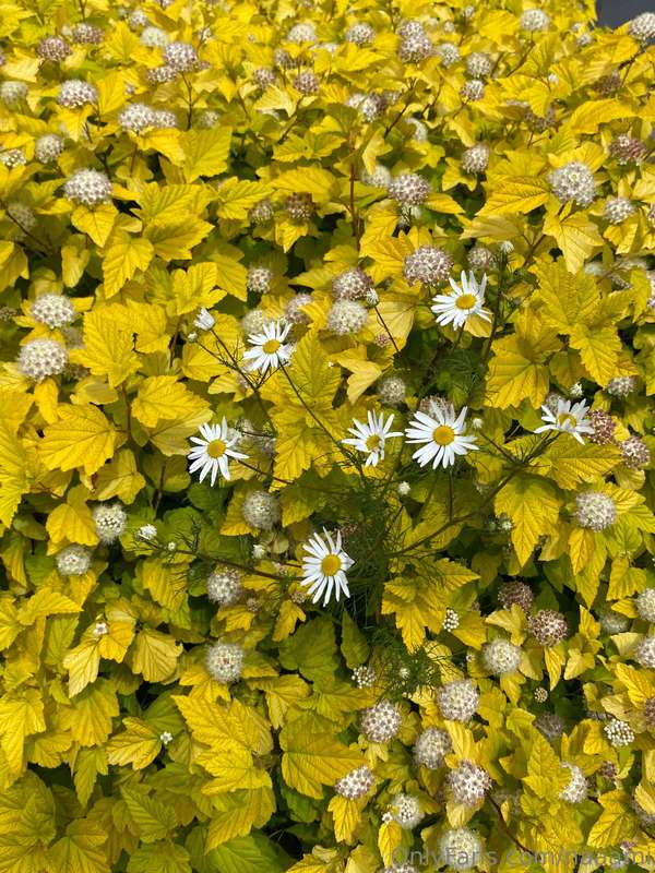 Which flowers do you like best? 😍 @naaami 2
