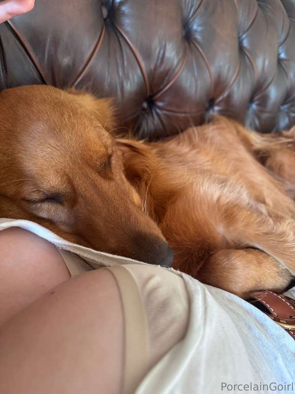 Gaia's fav place to sleep 🥺