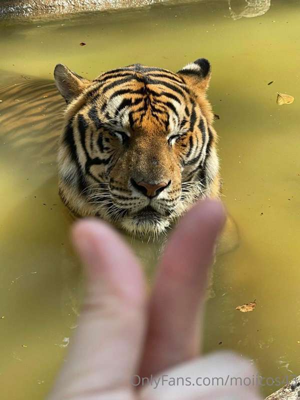 Nyaaa 🐯 1