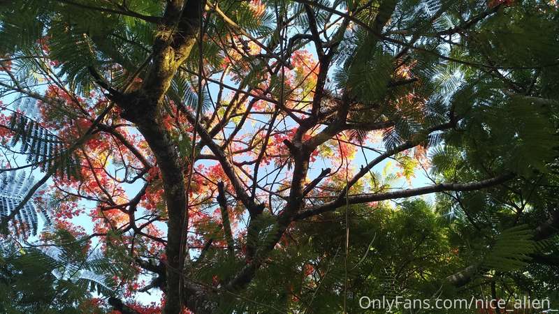 Hidden colors 1