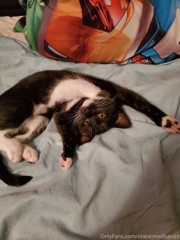 Current mood. Also hey, I got a kitten!