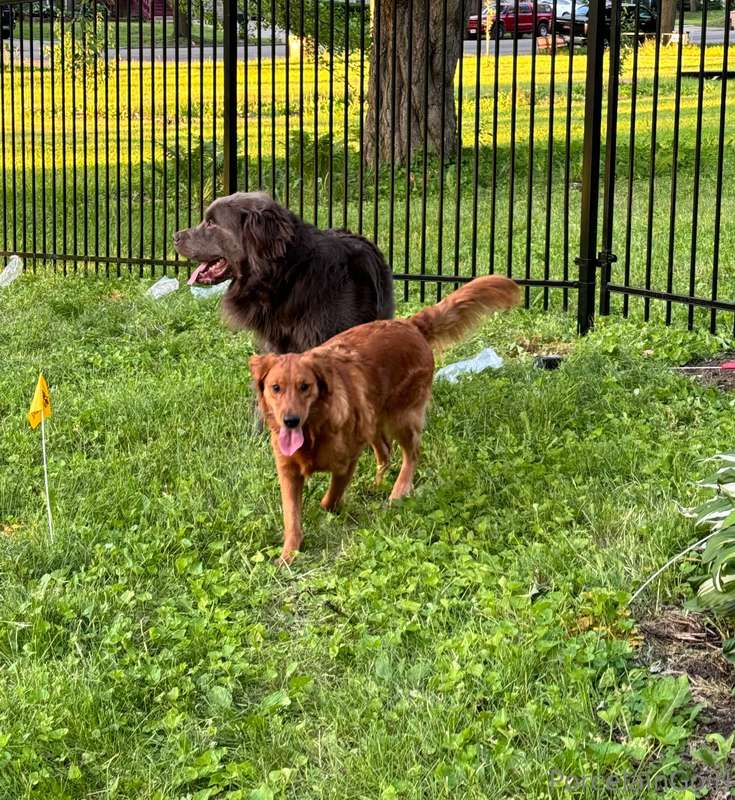 The cuties are out in the sunnnnn 🌻