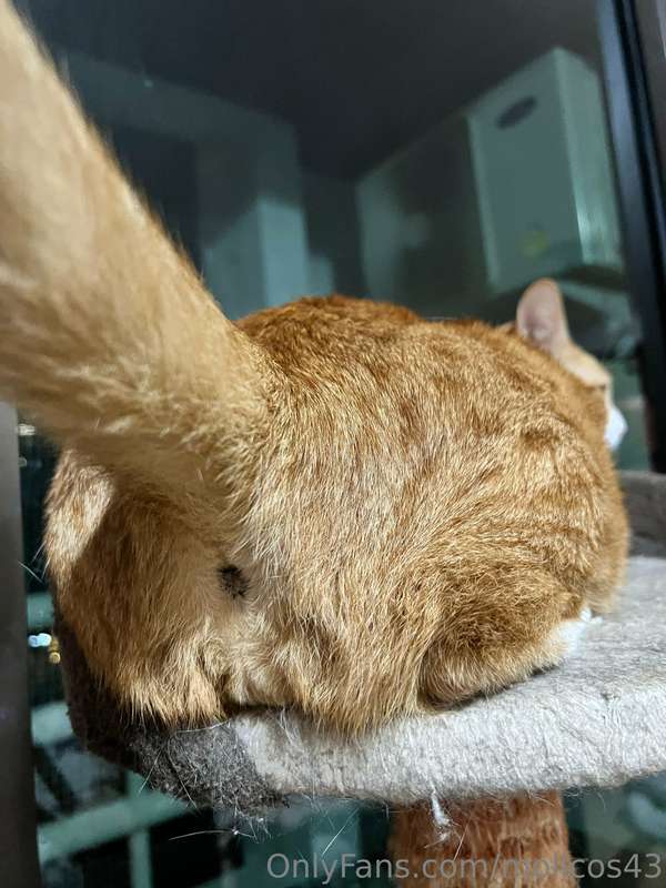 #いいおしりの日   😸 3