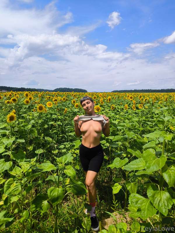 Sunflower field 🌻 3