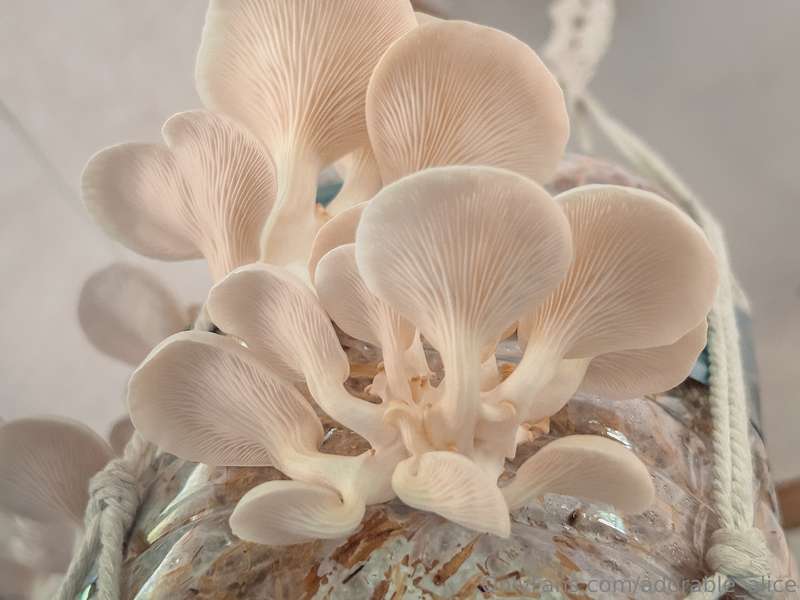 I want to show you a very very cool thing! My friend is grow.. 8