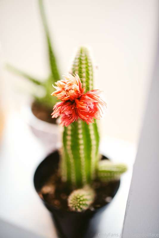 I really love plants, I kill them too easily BUT I try haha