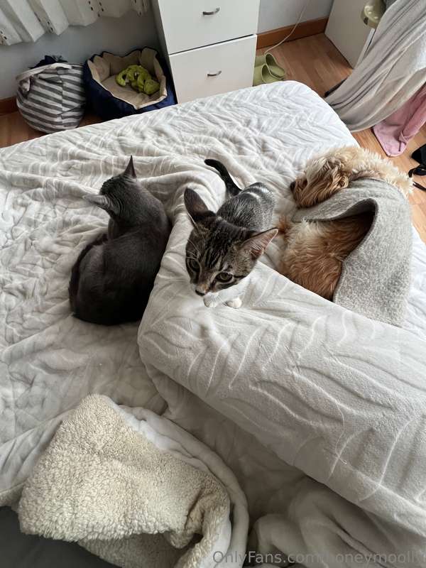 pets... pets everywhere!!! 💕💕💕💕💕 just a word of warning: you..