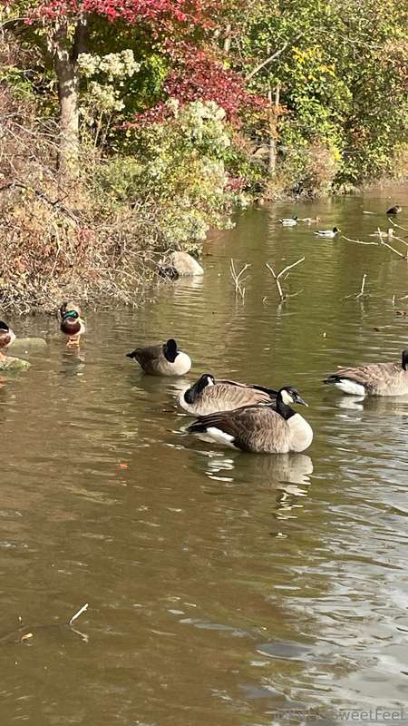 Who has the best view, you or the ducks? 8