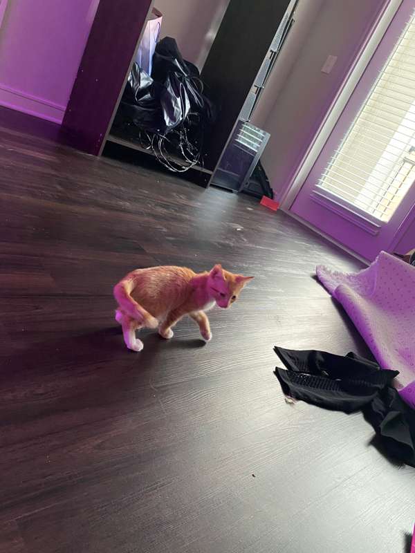 My new kitten Pyra!! ❤️❤️❤️❤️❤️ 1