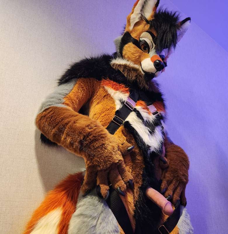 Rogue harness pictures, part 2!  🤎🧡🖤 3