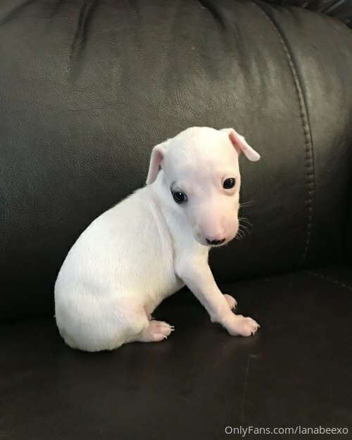 ok I know this isnt sexy content but IM GETTING A NEW PUPPY ..