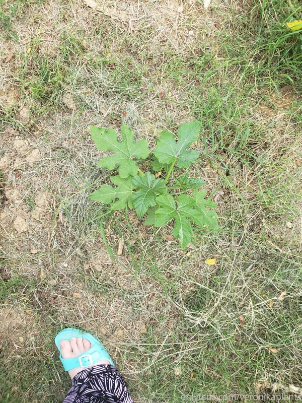 Check out one of my four yellow squash plants! I grew this f..