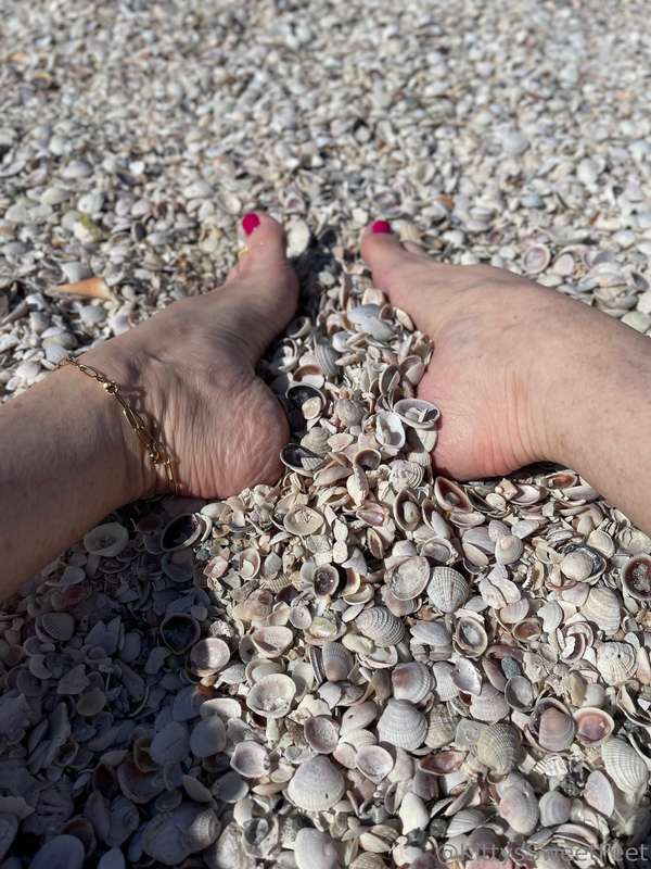 I love all these tiny little shells on the beach.  6