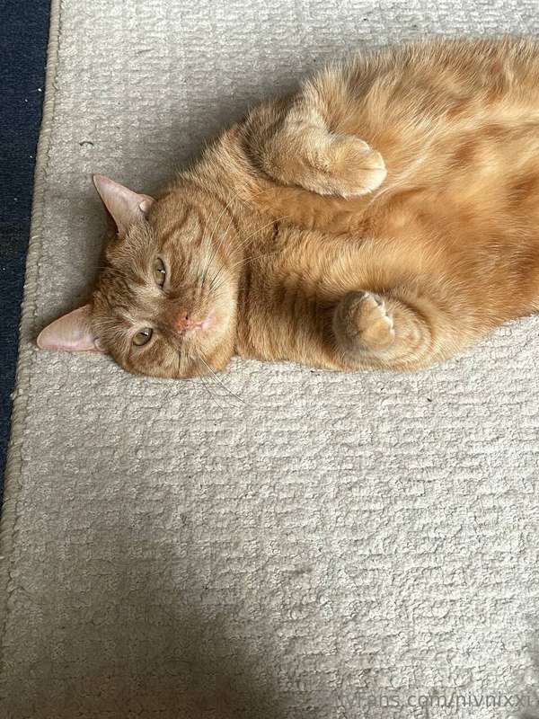 If you swipe you'll see my pussy :)  2