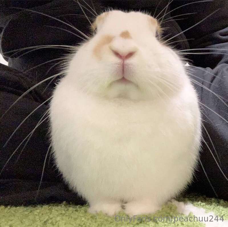 Do you love Bunnies? 🐰💗Also Happy Easter boys!! 🥚 🥚  4