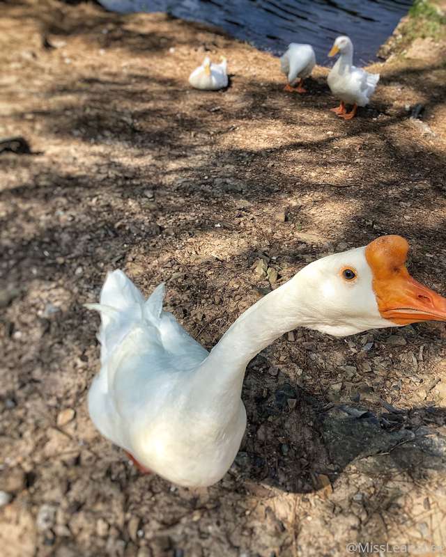 Good morning guys! Buy me and my goose a coffee!