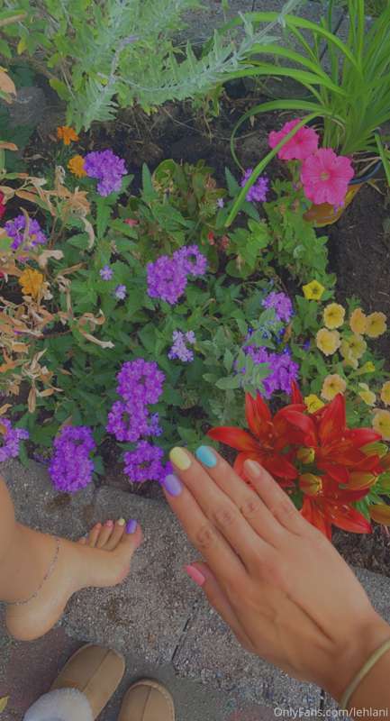 Planted Lily’s 💖