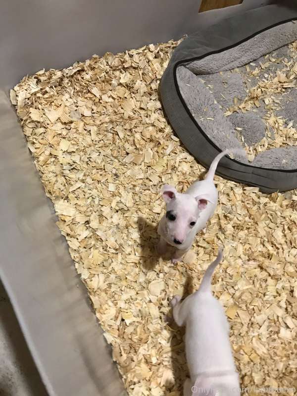 ok I know this isnt sexy content but IM GETTING A NEW PUPPY .. 1