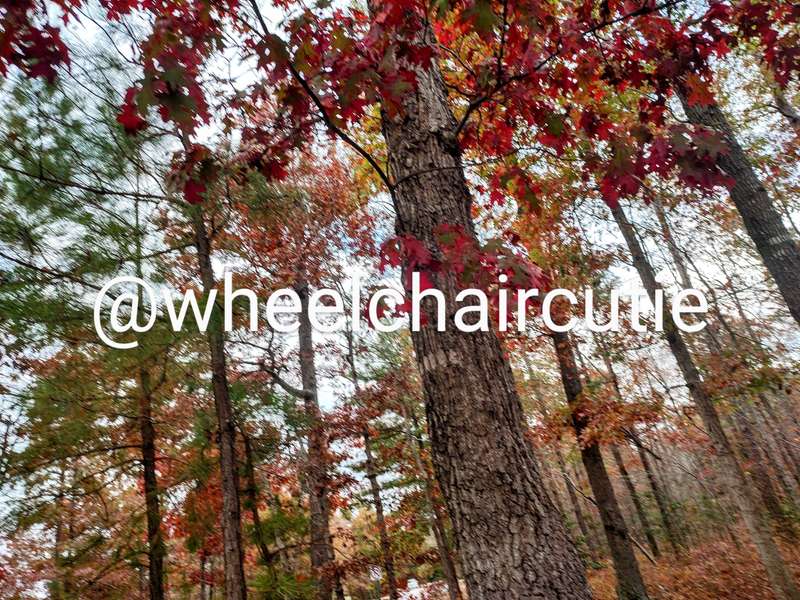 Wheelchaircutie - Fansly - 21 Nov, 2022 4