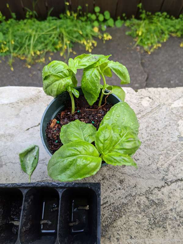 My basil cuttings rooted! I hope they survive in soil. Finge..