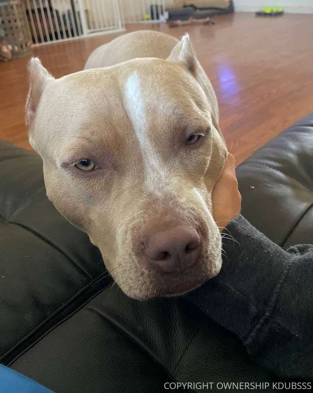good morning from Scarlett my cranky dog and I 🤣can you tell..