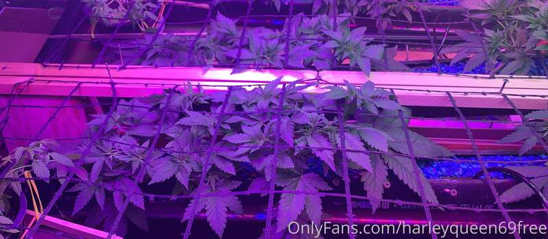 Go to my paid page bb all 420 post are free There will be a .. 3