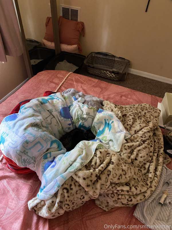 🐱Kitten update!!
I attached a bunch of photos & videos for y..