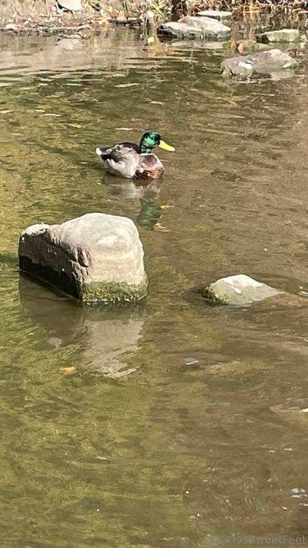 Who has the best view, you or the ducks? 3