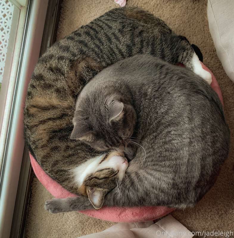 Chunk & Mouse insist on sleeping like this, even though they.. 1