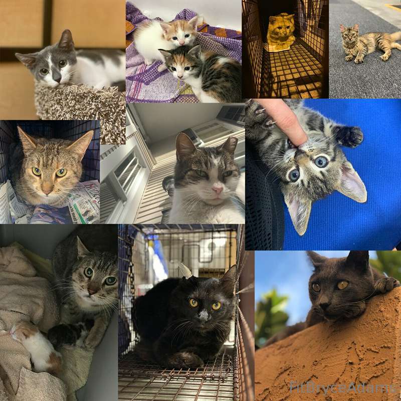 ***It’s National Cat Day!*** & I definitely marked my calend.. 1