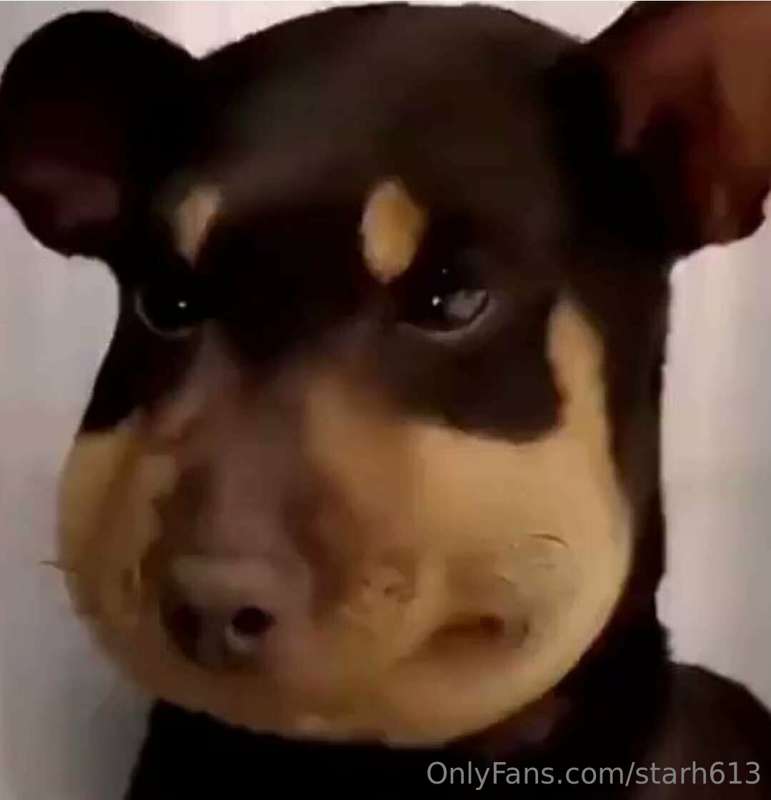 🦝🦝🦝 10