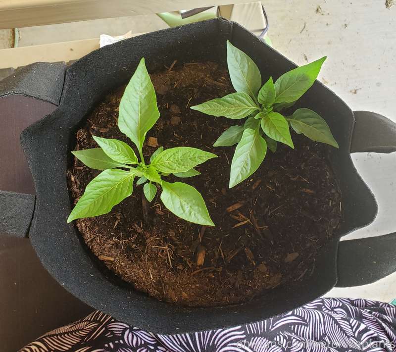 An update to my last post! Check out how big these pepper pl..