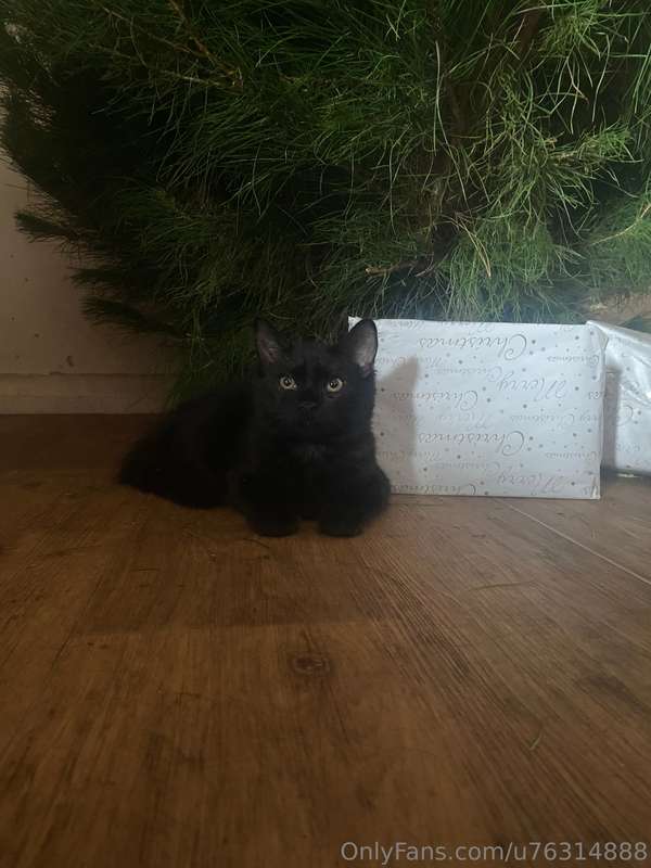 This is Wednesday, our new kitten. Isn’t she just the cutest.. 1