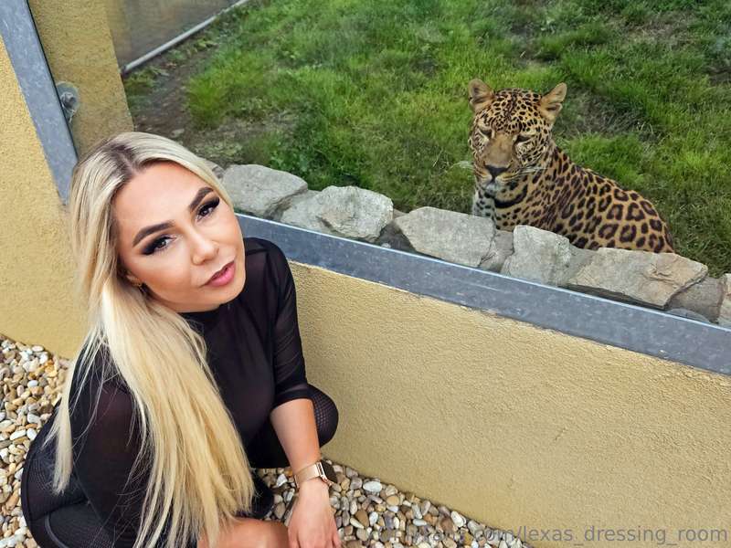 Which animal is your favorite❓🐯🐶🦋🦉 1