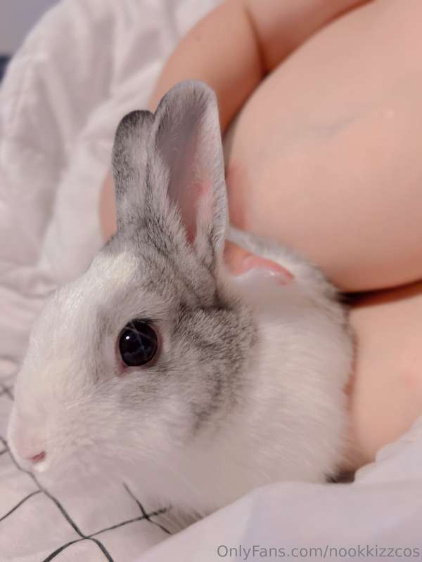 🐰🐰 1