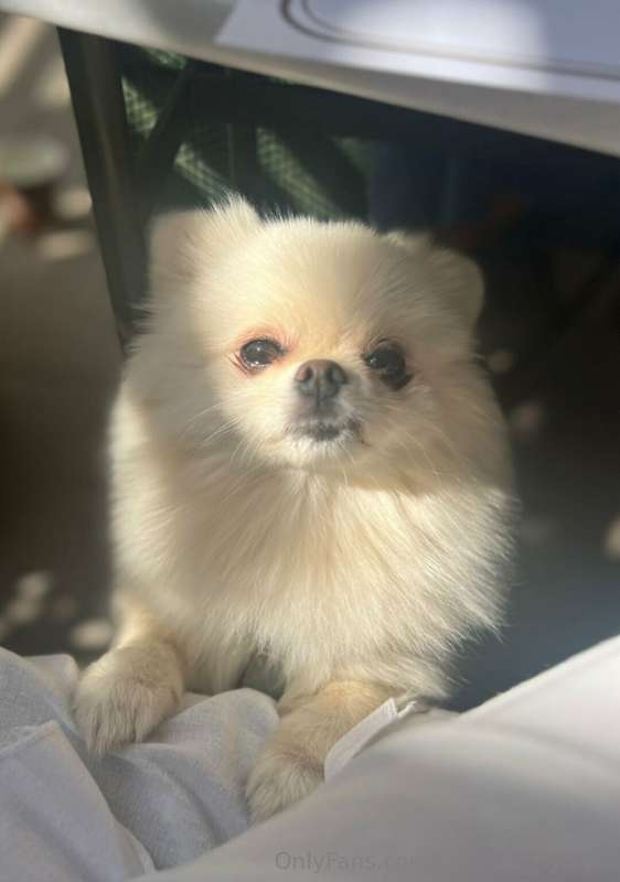 This beauty fills my life with love🐶❤️
What team are you on:..