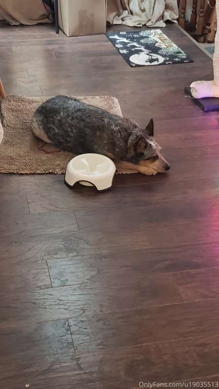 Here are our 2 Australian cattle dogs. Zip the red and Frank..