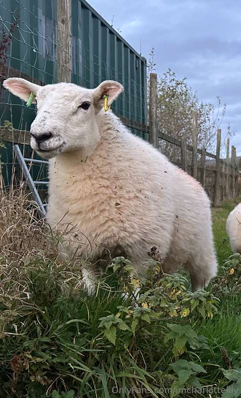 One of my rescue lambs needs vet treatment tomorrow as he is..