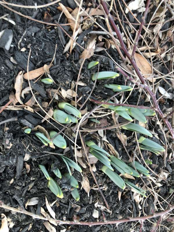 Daffodils on the move!