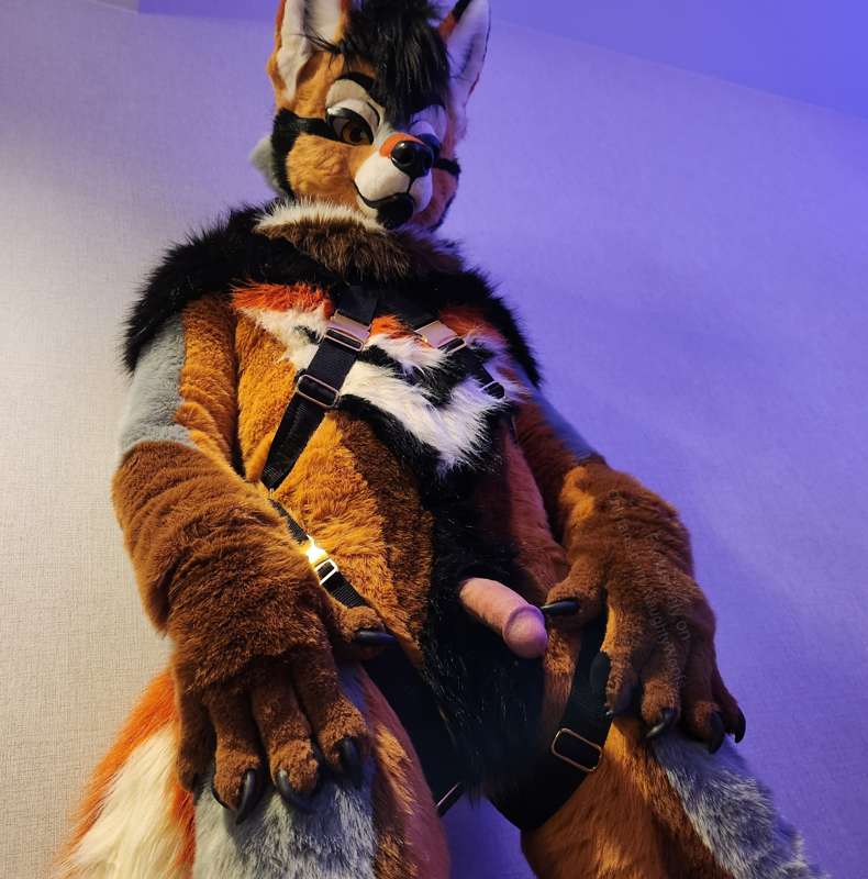 Rogue harness pictures, part 2!  🤎🧡🖤