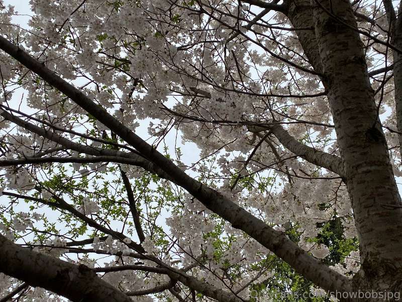had a nice day lookin at trees, hbu? 1